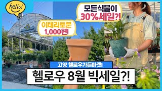 모든식물이 30%?!😮💛헬로우가든마켓 8월 빅세일이 시작된다! 이태리토분 1,000원/ 8월입고소식/ 카틀레아 안스리움 스윗하트벤자민 💙