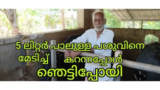 5 ലിറ്റർ പാല് പറഞ്ഞ് മേടിച്ച പശുവിനെ കറന്നപ്പോൾ ഞെട്ടിപ്പോയി /miyafarm kichan vlog