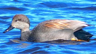 Gadwall duck call sounds, courtship rituals, flock flying