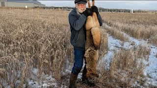 Biggest Coyote Ever and Big Bucks -  Graphic Material