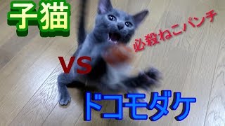 子猫とドコモダケを戦わせると......猫パンチ炸裂‼‼‼