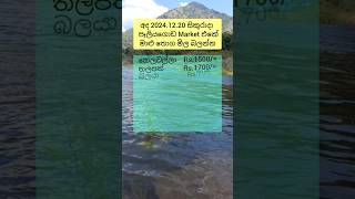 අද මාළු මිල අඩු උනා 2024.12.20 සිකුරාදා පෑලියගොඩ මාළු තොග මිල ගණන් දැන්ම බලන්න #fish #fishprice