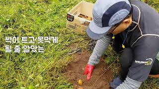 때늦은 감자수확 Belated Potato Harvest