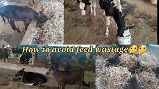 உங்க மாடு சரியாய் தீவனம் எடுக்கவில்லையா??| How to avoid feed wastage in cowfarm??#cow#cowfarm