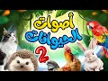 أصوات الحيوانات 2 - قناة بلبل Bulbul TV 