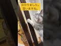 出遅れのティグです ^^ ［478日目］ shorts ネコ 猫 ベンガル猫 ベンガルのティグ