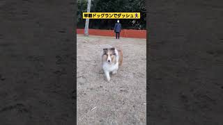 早朝ドッグランでダッシュ🚄💨💨　　　　　　　　　　　　　　　 #シェルティ #かわいい犬 #もふもふ #sheltie