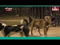 మేయర్ గారు ఇది చూసారా.. jordar news street dogs hulchul hmtv