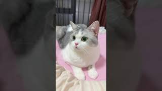 這貓脾氣確實不太好 告訴我 不是只有我這樣 #貓 #寵物 #cat #kitten