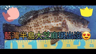 【香港艇釣精華】x【大芝麻斑】第41集(1/2)節- 藍灣半島釣魚魚獲Vlog｜1.5斤肥大芝麻斑｜1斤肥大芝麻斑｜斑類｜25092022 #香港釣魚 #釣魚 #釣魚