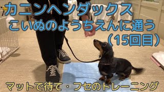 【カニンヘンダックス】エトワの成長記録　こいぬのようちえんに通う　15回目　マットでのおすわり、待て、フセのトレーニングもあります