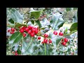 மலர் மருத்துவம் holly 30th remedy dr.bach flower remedy 3