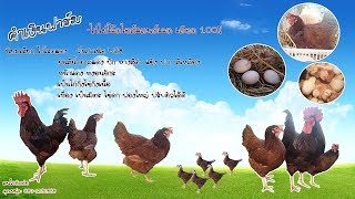 ไก่ไข่โร๊ดไอส์แลนด์เรด - คำเงินฟาร์ม