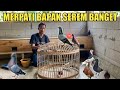 BLOROK MADU MERPATI BAPAK BAKAL JADI ANCAMAN DI LAPAK KOLONG