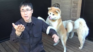 シリーズ秋田犬講座①秋田犬は大人しくて飼いやすい犬種なのか？