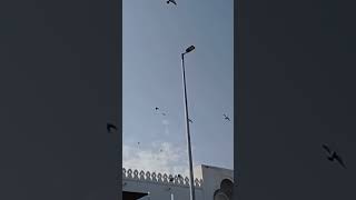 Masjid Quba Madina sharif #masjidquba #madina #viral