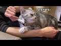 ぽっちゃり猫と過ごすある日の夕方 お迎え・パトロール・ルーズスキンの観察・ブラッシング 　cat vlog アメリカンショートヘア・アメショ