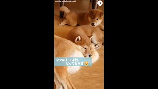 【ピッタンコが落ちつくワン】眠くなった柴犬の子犬が選んだ、まさかの寝所にホッコリする（u_u*）♡ #Shorts