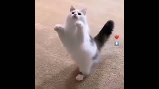 Cute cat 🐈 🥰 | cat videos | funny cat #pets #shortsfeed #cutecat #shortsvideo #animal #cat #viral