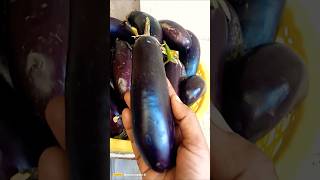 Brinjal#আমাদের গাছের বেগুন#food #ytshots #shikha mondal