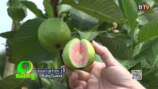 AGRICULTURE/កម្មវិធីកសិកម្ម: ដំណាំត្របែក ពូជរ៉ូប៊ី  (RUBY GUAVA)