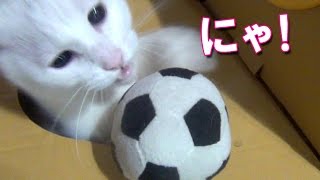 モグラ叩き？ ボールを狙う白猫ユキ White cat Yuki is going to catch toy ball