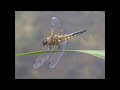 four spotted chaser dragonfly libellula quadrimaculata