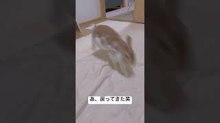 うさぎに一緒に寝るかと誘ったら？