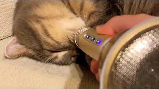 Kitty Snoring into Echo Mic