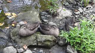 カルガモspot-billed duck（軽鴨、学名:Anas zonorhyncha）鳥綱カモ目カモ科マガモ属 DSCN4378