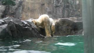 ホッキョクグマ　イワンとサツキ　（20100507-1）旭山動物園