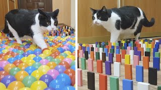 Color Obstacle for the cat Challenge