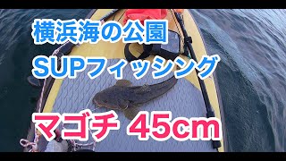 【マゴチ45cm】SUPフィッシング@横浜海の公園20210523