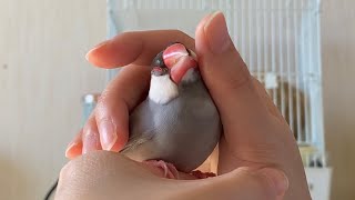 よしよしが大好きな文鳥  あずき  Java sparrow