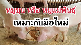 เลี้ยงหมูแม่พันธุ์หรือหมูขุน อะไรง่ายกว่ากัน