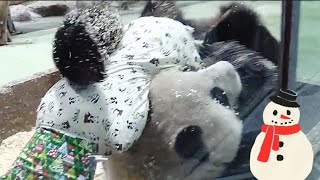 圓仔姐姐滾木屑，圓仔姐姐模樣超可愛|熊貓貓熊The Giant Panda Yuan Yuan and Yuan Bao|台北市立動物園