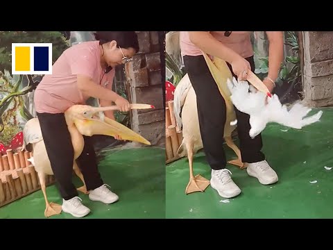 Pelican caught eating pigeon colleague at Chinese zoo