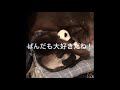 カワウソ　アラレ　寝てばっかりです