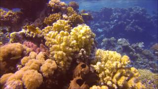 Scuba Diving in Jeddah - Saudi Arabia - Red Sea