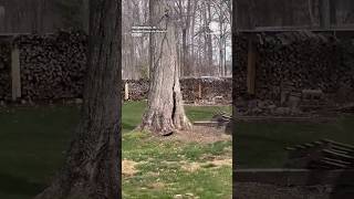 Trunk Cracks, Tree Topples in Indianapolis High Winds