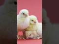 Cute baby chicks 🐤 asmr