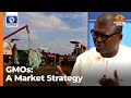 ‘To Say Nigeria Can’t Survive Without GMO Seeds Is Uncharitable’, Prof Counters NBMA DG