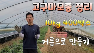 고구마 모종 종자용 400박스 썩혀서 좋은 거름 만들기