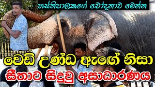 මහරගම සීතා ඇතින්නට මොකද වුණේ  | Maharagama Seetha Elephant