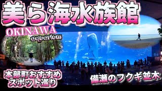 [Top 3 Okinawa Recommendations]  Churaumi Aquarium / Bise Fukugi Tree Line  [Okinawa Trip]