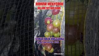 akibat terkena hujan setiap hari , daun anggurku terserang jamur putih #anggurmerah #anggurimport