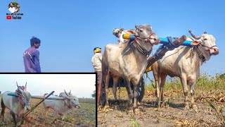 Ardageri suresh kilar bulls videos // Big size khilar cattiles videos