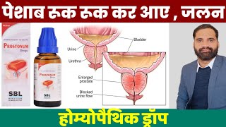 Prostonum drops uses in hindi | Sbl prostonum drops uses in hindi