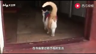 一个觉悟，拜佛感恩，吃素的猫咪。。。