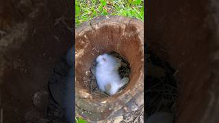 小兔子在樹洞裡睡覺。The little rabbit is sleeping in the tree hole. 小さなウサギが木の穴で寝ています。 #cutepet #子うさぎ #bunny